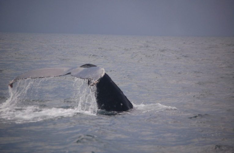 Springfield: A glimpse of hope? CBD and PTSD.