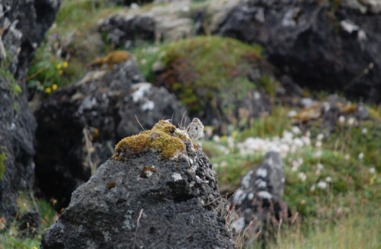 Springfield: Post-school holidays re-set. PTSD self-scan.