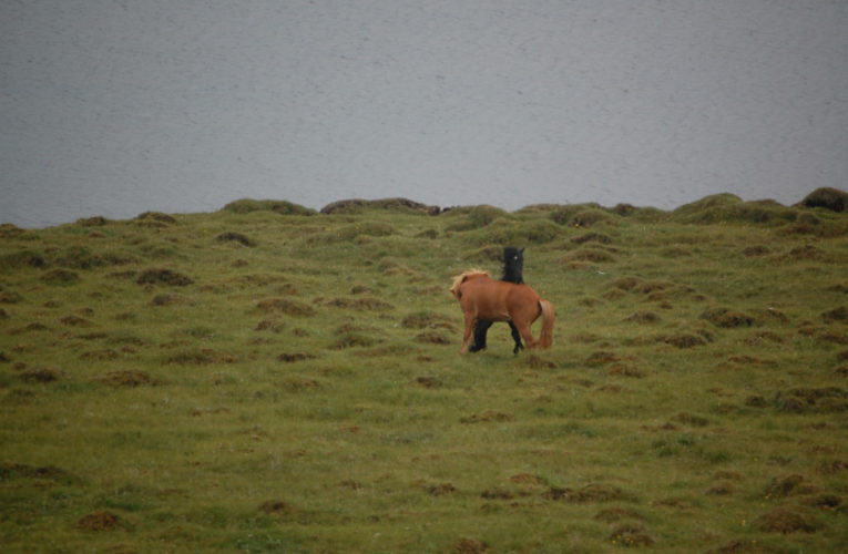 Springfield: The Battle for Harmony When Living With PTSD