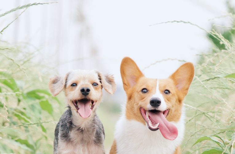 Preventing Home Dog Fights in Springfield